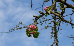Kirschblüte & Apfelblüte 2019 in Waibstadt